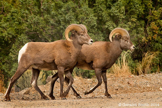 Bighorn Rams stopping traffic in the Orilla Verde, NRA national recreation area,Pilar, NM