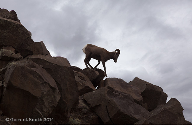 One of two Bighorn Rams roaming the Rio Grande Gorge ... pilar nm taos