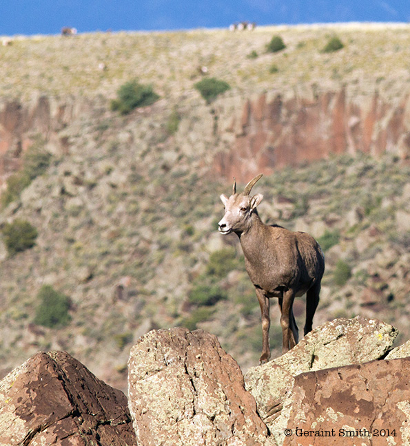 Bighorn sheep in Orilla Verde recreation area nm