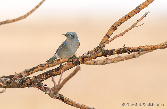 Mountain Bluebird at the Maxwell NWR, NM eastern new mexico