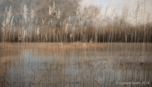 Bosque del Apache