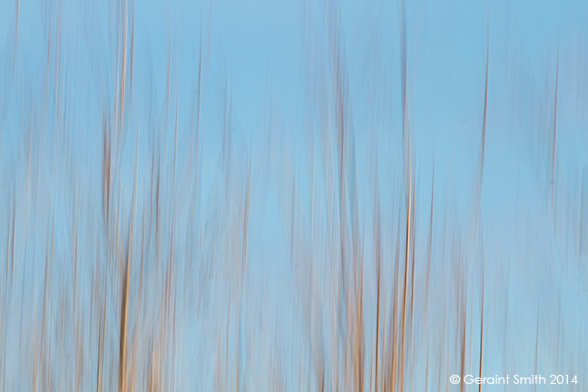 Water reeds bosque del apache