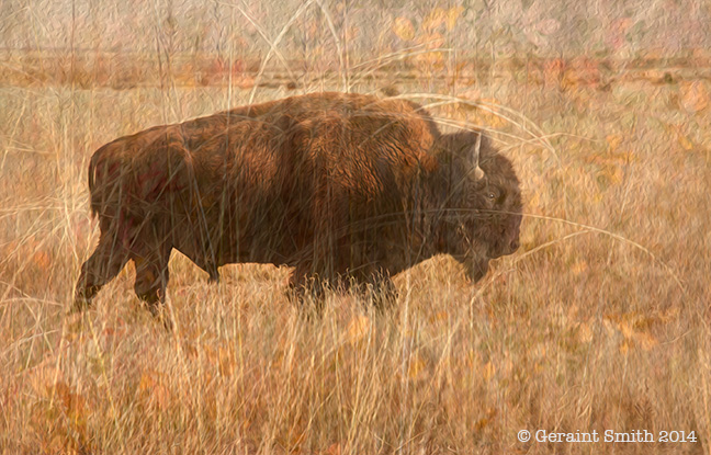 Buffalo cimarron colfax county nm new mexico