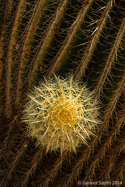 Desert garden at the Huntingon Library and Gardens