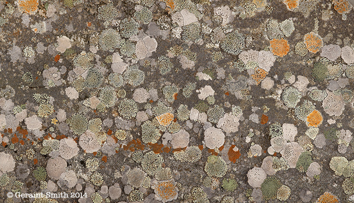 Lichen growing on a Celtic Cross ... flashback scotland  Great Britain 2013