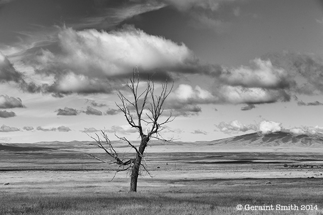 Lone tree el rito nm mexico questa nm san antonio mountain