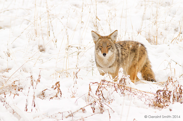 Coyote in the meadows ... eye to eye taos new mexico 