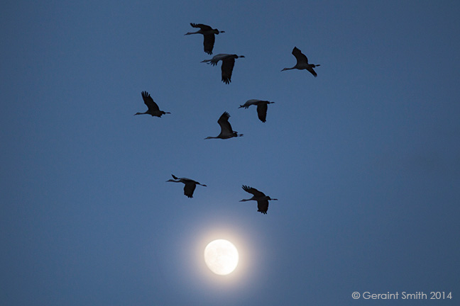 The Bosque del Apache trip day 1 ... Sandhill Cranes over the moon