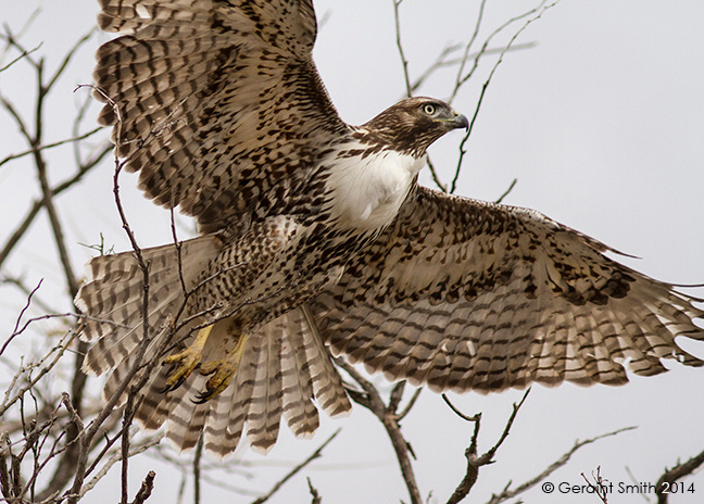 Lift off at the Maxwell NWR new mexico