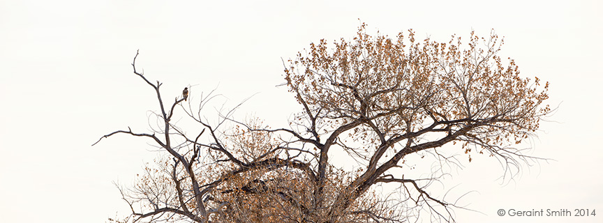 The Bosque del Apache trip, day four ... Lone Red-tailed Hawk