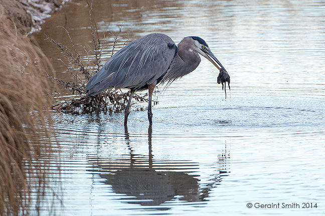 The Bosque del Apache trip, day three ... Geat Blue Heron catches a river rat