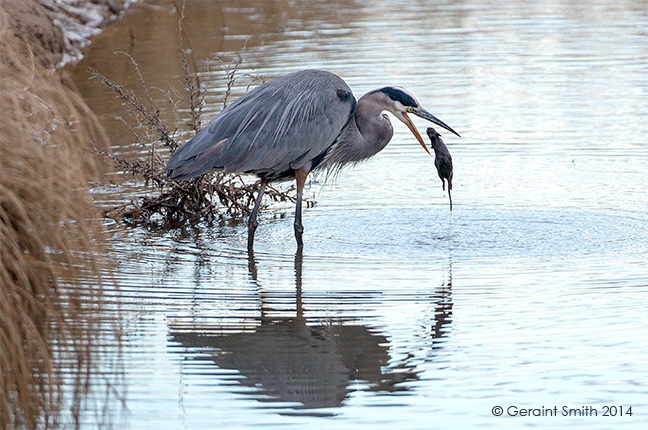 The Bosque del Apache trip, day three ... Geat Blue Heron catches a river rat