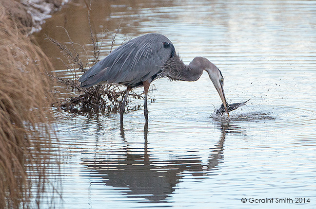 The Bosque del Apache trip, day three ... Geat Blue Heron catches a river rat