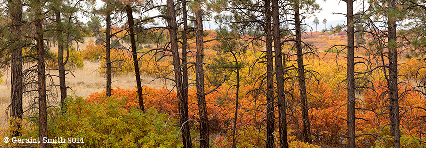 Fall colors on the high road to Taos nm toas new mexico