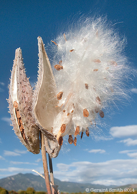 Late blooming Milkweed busting out! taos new mexico mountain fall high desert