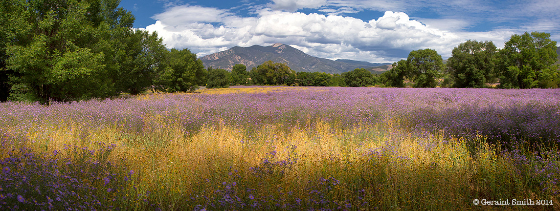 Taos Mountain Asters meadow fall autumn cottonwoods clouds sky southwest high desert