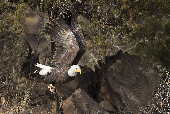 bald eagle taos nm