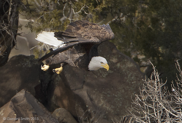 Bald eagle in the Rio Grande Gorge pilar new mexico