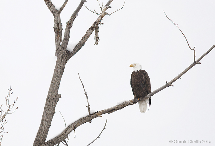 Bald Eagle on the road to Arroyo Seco new mexico