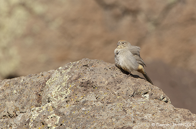 Canyon Towhee rio grande gorge orilla verde taos nm new mexico