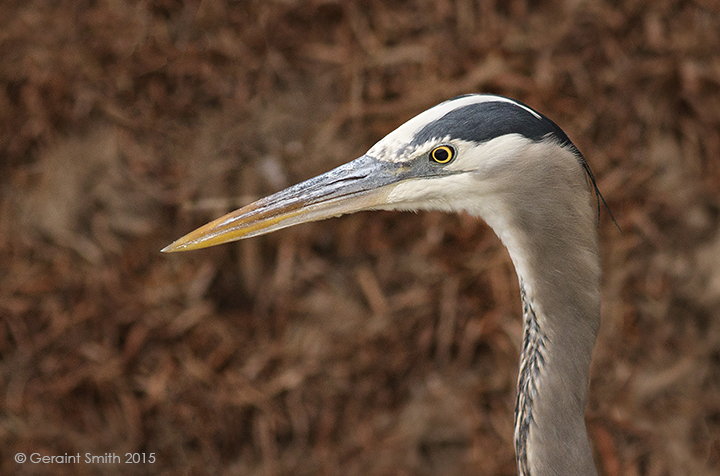 Great Blue Heron bosque del apache socorro new mexico