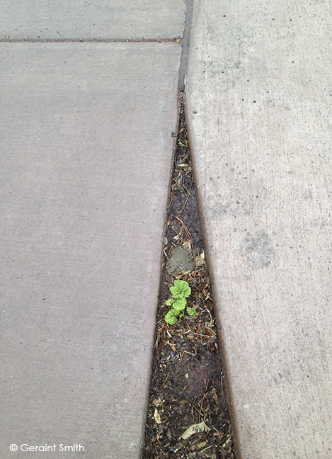 Hollyhocks where sidewalks meet santa fe new mexico