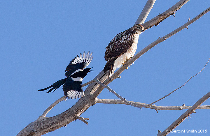 Incoming magpie hawk arroyo seco new mexico