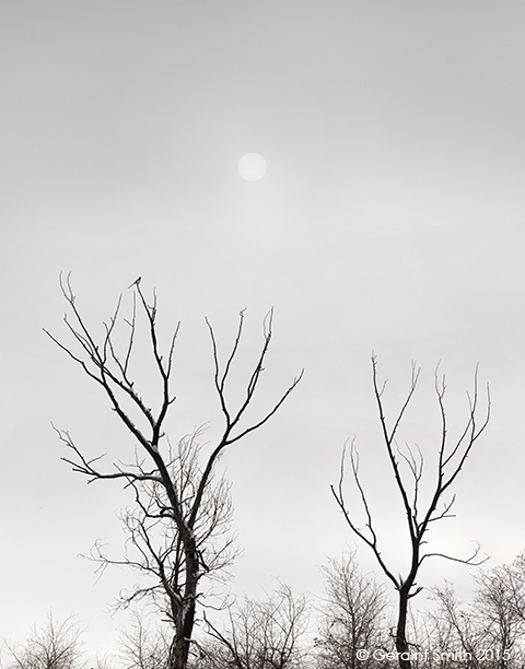 Sun through the morning fog and a Magpie, taos new mexico