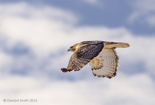 Red-tailed Hawk taos new mexico nm