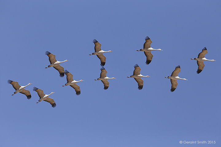 Composite image of two Sandhill Cranes passing overhead at the Monte Vista NWR, Colorado