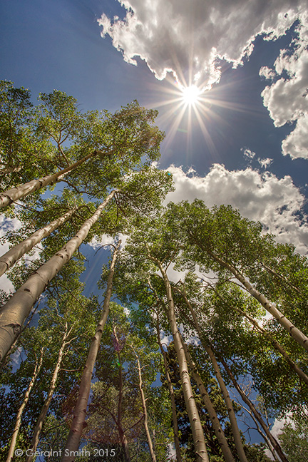 June in the high country aspens