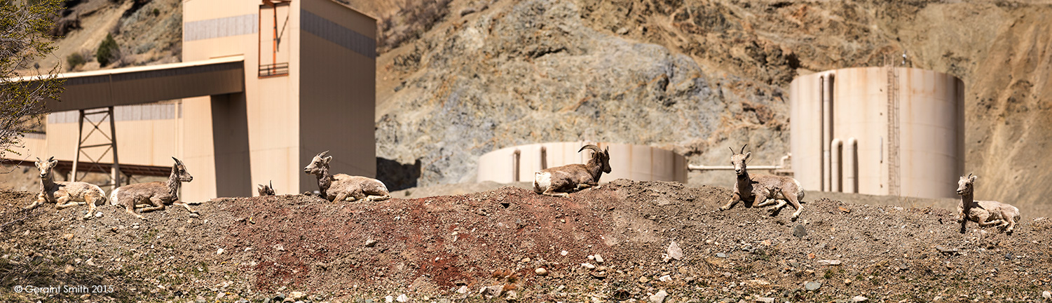 "Chevron are cleaning up for us" ... Big Horn Sheep at the Chevron Molybdenum mine