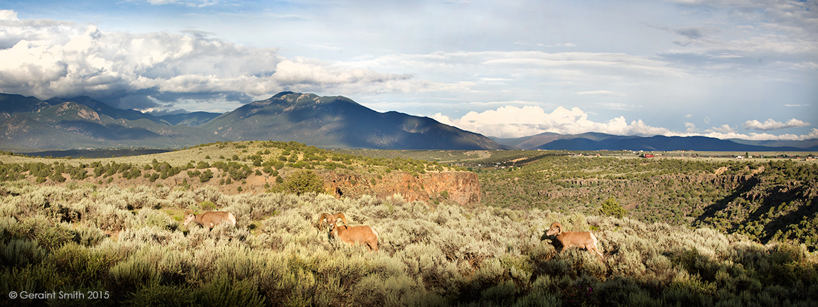 Big horn sheep on the Rio Grande Gorge Rim, John Dunn Bridge Road