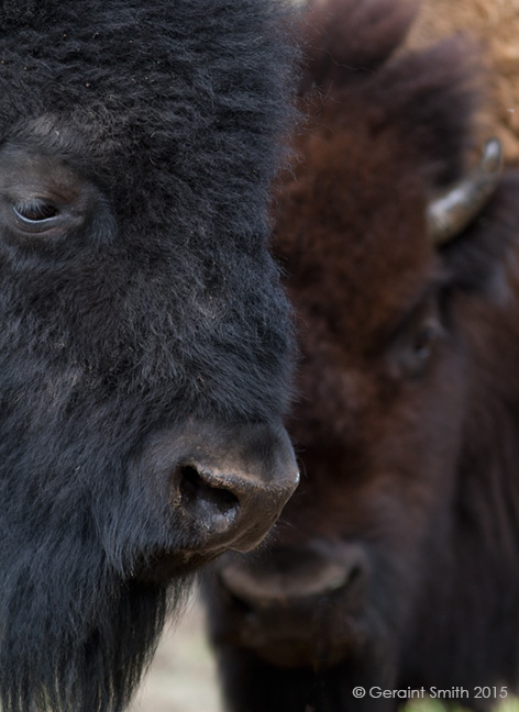 Buffalo, just a short detour of the High Road to Taos