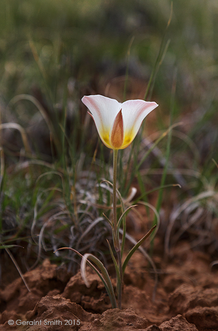 Blooming everywhere in Abiquiu, NM desert southwest wld flower weed rain storms 