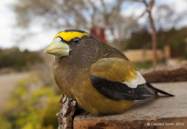 Evening Grosbeak san cristobal new mexico