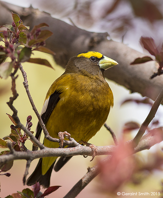 Evening Grosbeak blossoms san cristobal nm