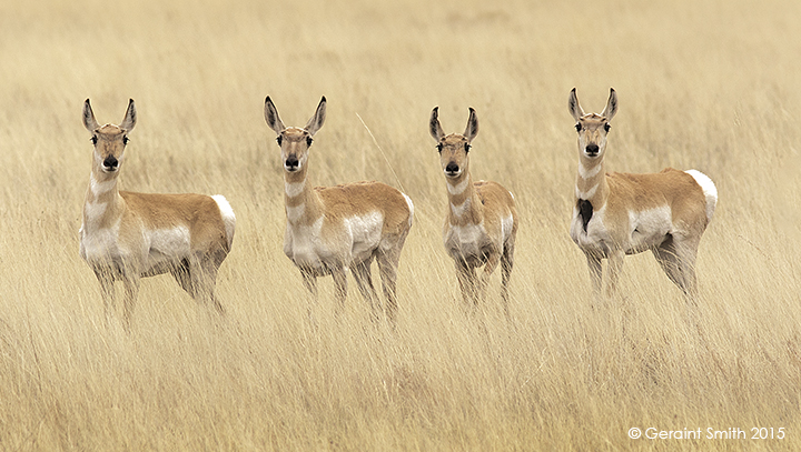 Pronghorn on the plains ocate eastern new mexico