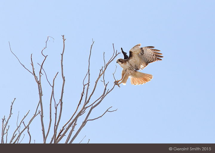 Red-tailed Hawk for the summer solstice in san luis valley colorado