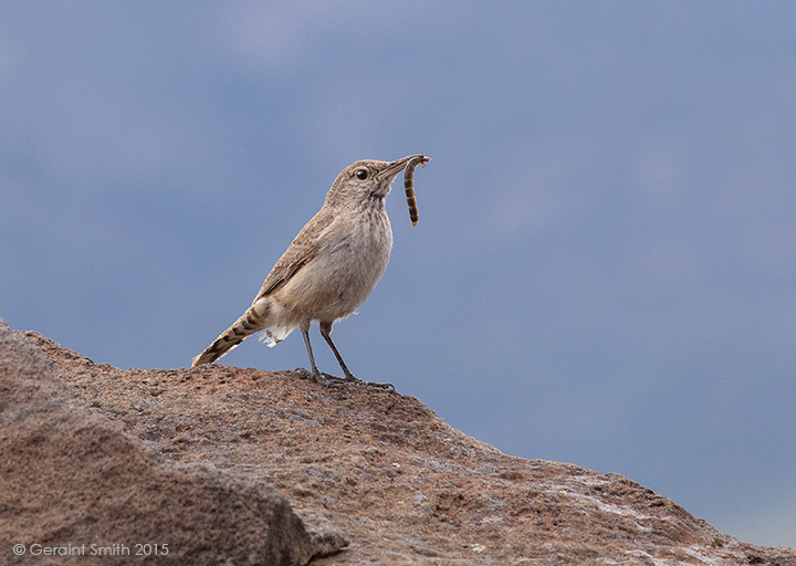 Rock Wren with breakfast, Orilla Verde, NM