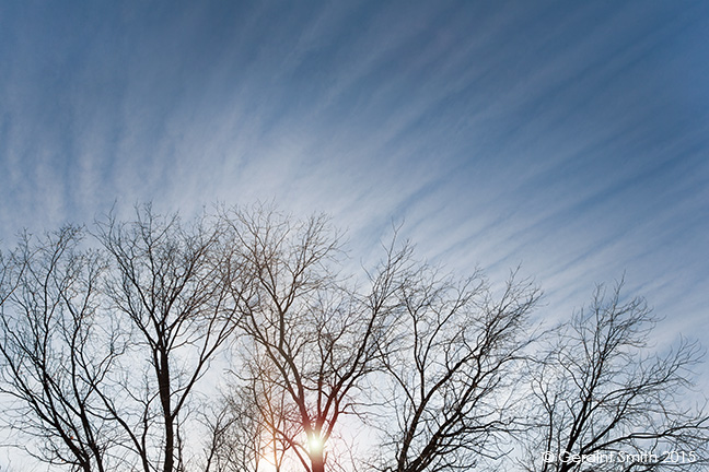 Trees paint the sky with clouds