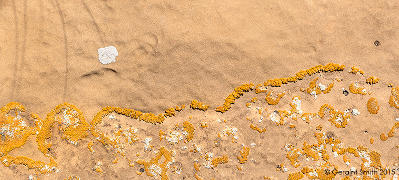 Sandstone lichen, Chaco, New Mexico