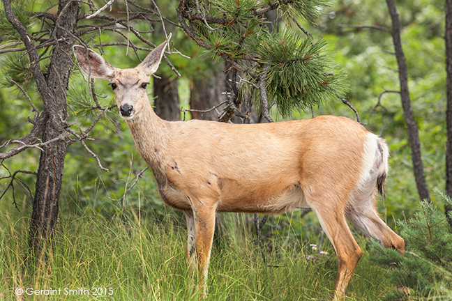 Mule deer in the Valle Vidal (Valley of Life) New Mexico