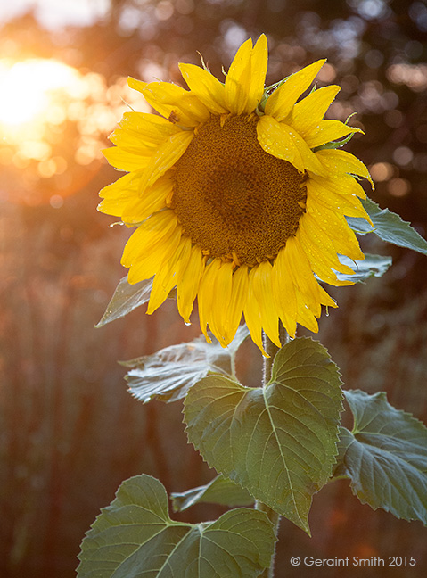 A sunflower shower taos new mexico