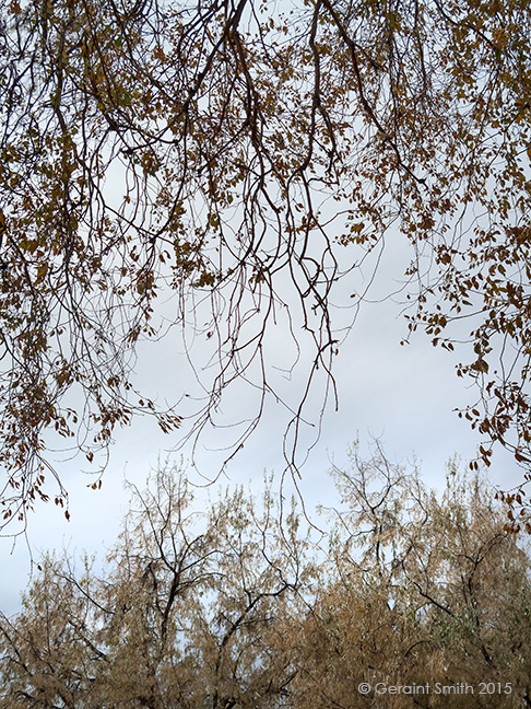 Under the canopy