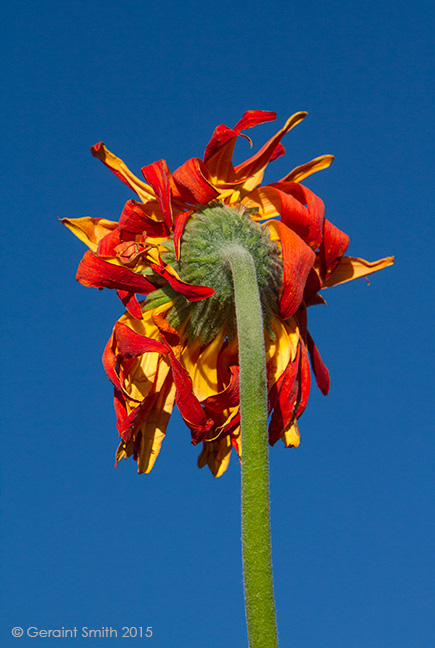 Rear end of a Zinnia