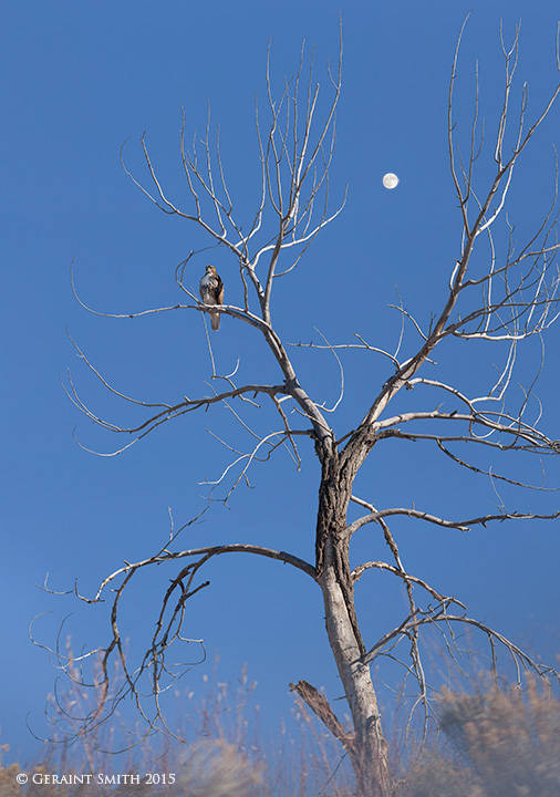 Red-tailed Hawk arroy hondo taos county new mexico