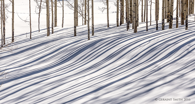 In the winter woods northern new mexico