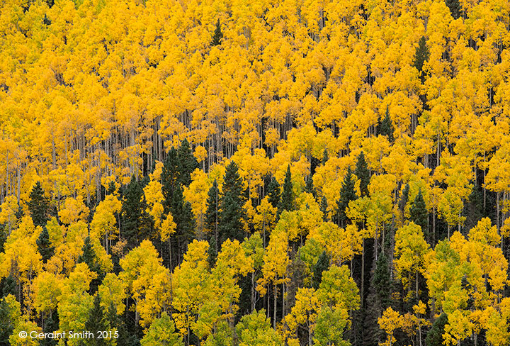Aspens ... going, going, gone taos new mexico fall 