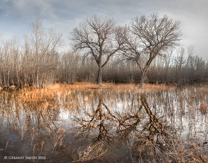 Bosque del Apache NWR, Socorro, New Mexico